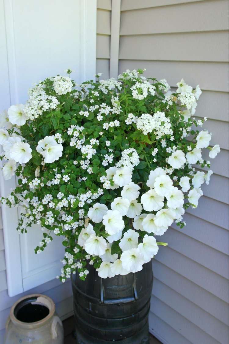 Altan blomster hvide petunier Verbena Bacopa