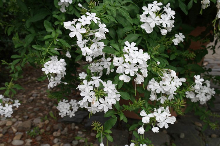 Altanplanter hvide Cape Leadwort Plumbago auriculata Alba