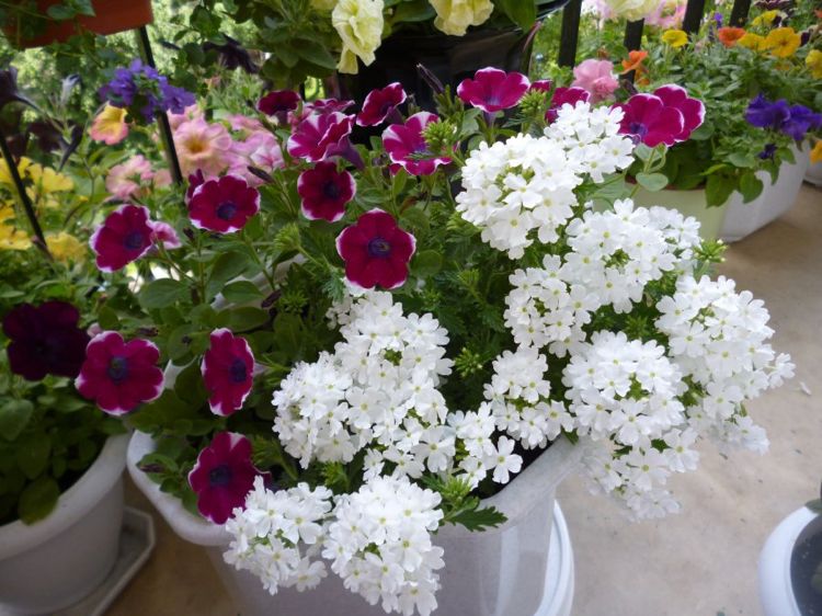 Verbena hvide Petunia altanplanter