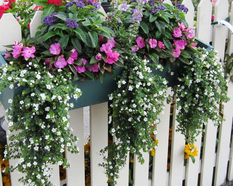 Snefnugblomst Sutera diffus hængende blomsterkasse Mandevilla pink