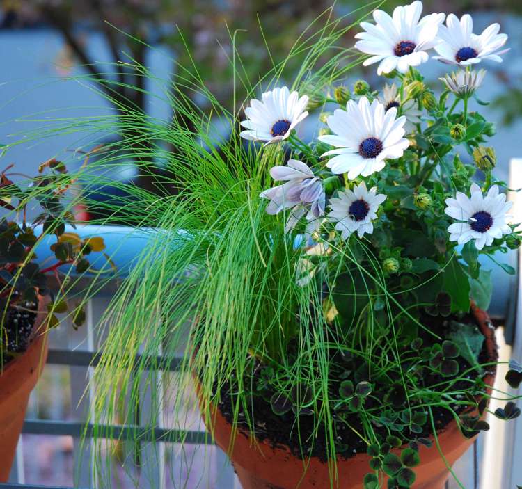 Altanplanter hvide Cape tusindfryd Cape kurv Osteospermum