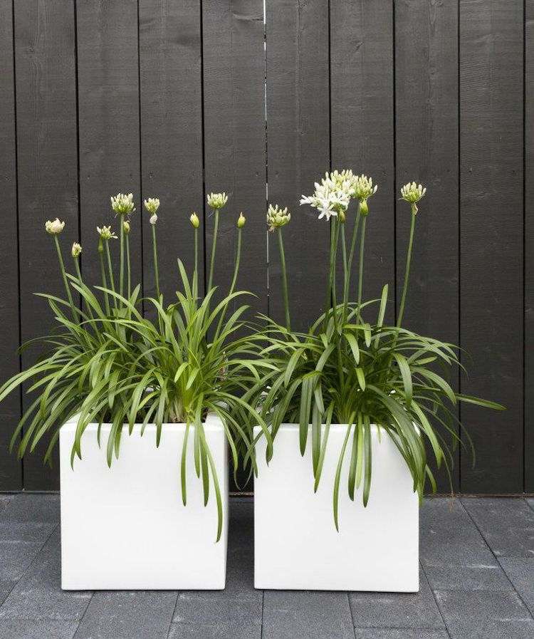 Stående altanplante African Lily White Agapanthus albus