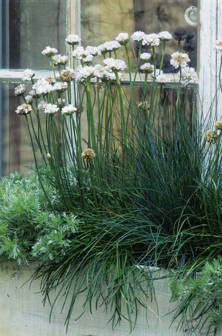 Altanplanter stående hvid nellike Armeria maritima Alba