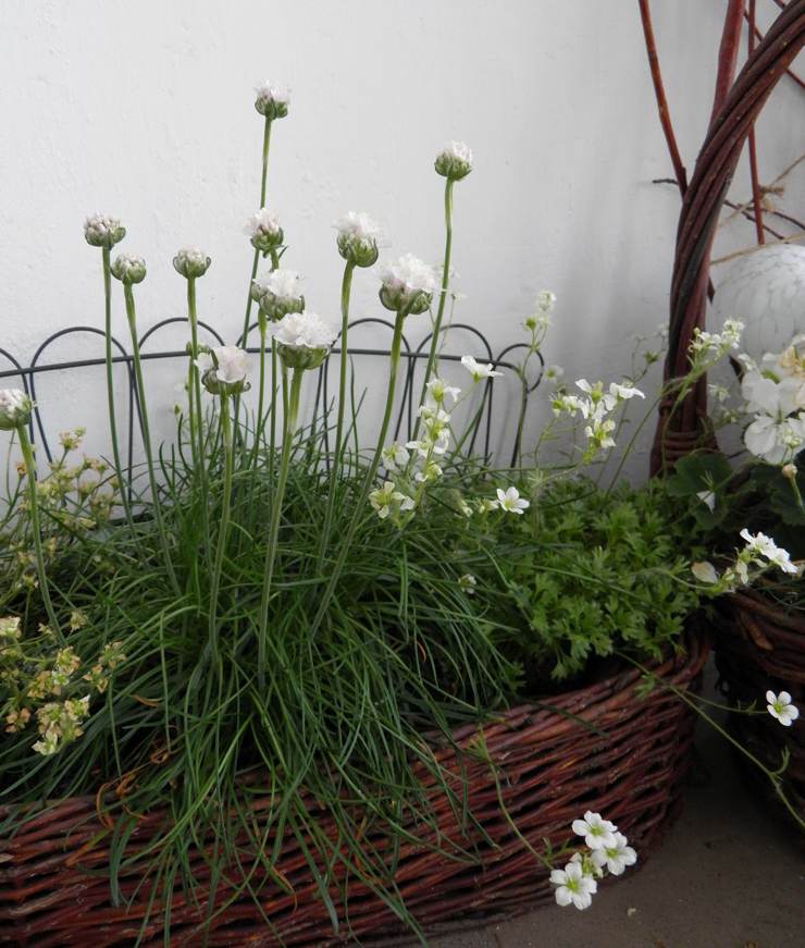 Mini Allium amplectens Graceful Beauty