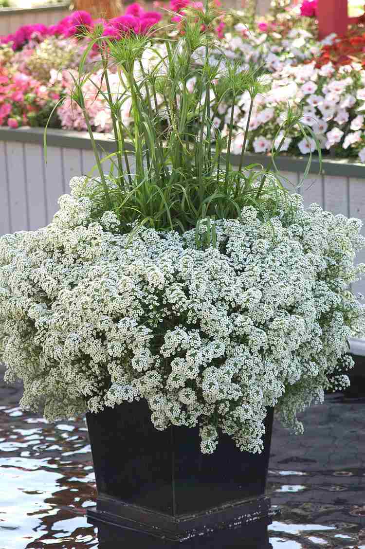 Balkonplanter hængende hvid duftende stenrig Lobularia Snehvide