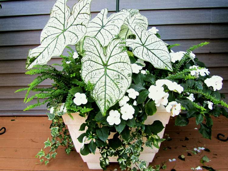 Altan blomster hvide baljer plantekombination skygge Impatiens caladium bregner vedbend