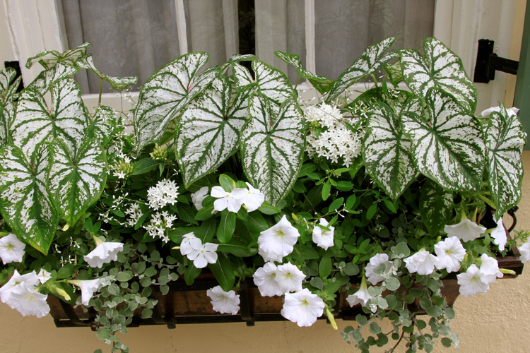 Altanplanter hvide blomster og med hvide blade Caladium petunier Hvid periwinkle 'Alba'