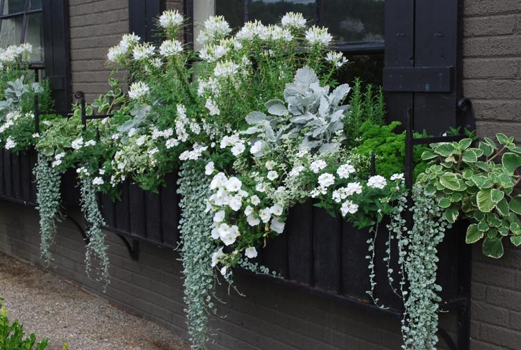 Balkonæske idé sølv hvid edderkoppeblomst hvid dichondra artemisia