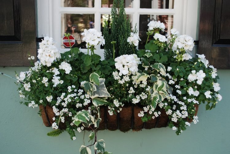 Balkonplanter Hvide sommer pelargoner Bacopa Ivy blade