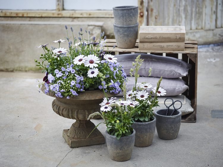 Altanplanter Osteospermum Campanula Lavender Blue White