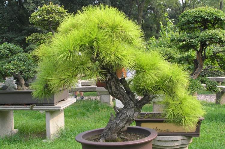 bonsai træ store stedsegrønne nåle smuk plante