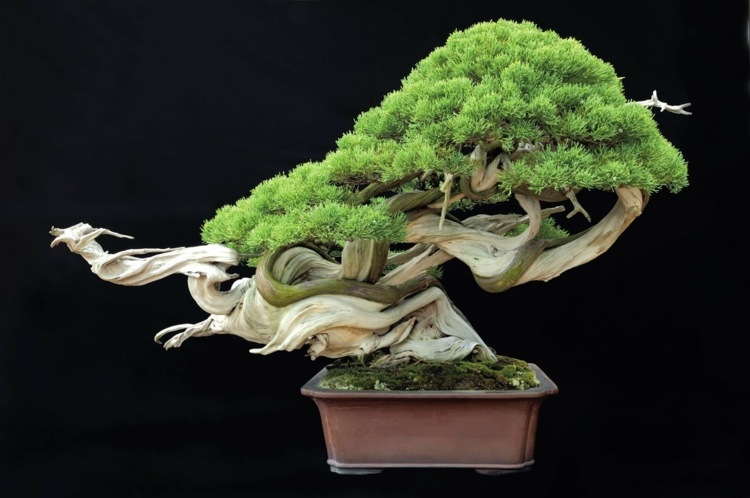 bonsai træ originale stamme form voksende tips pleje