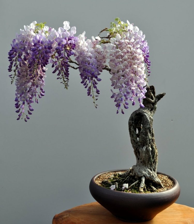 bonsai træ blåregn idé blomstre lilla romantisk