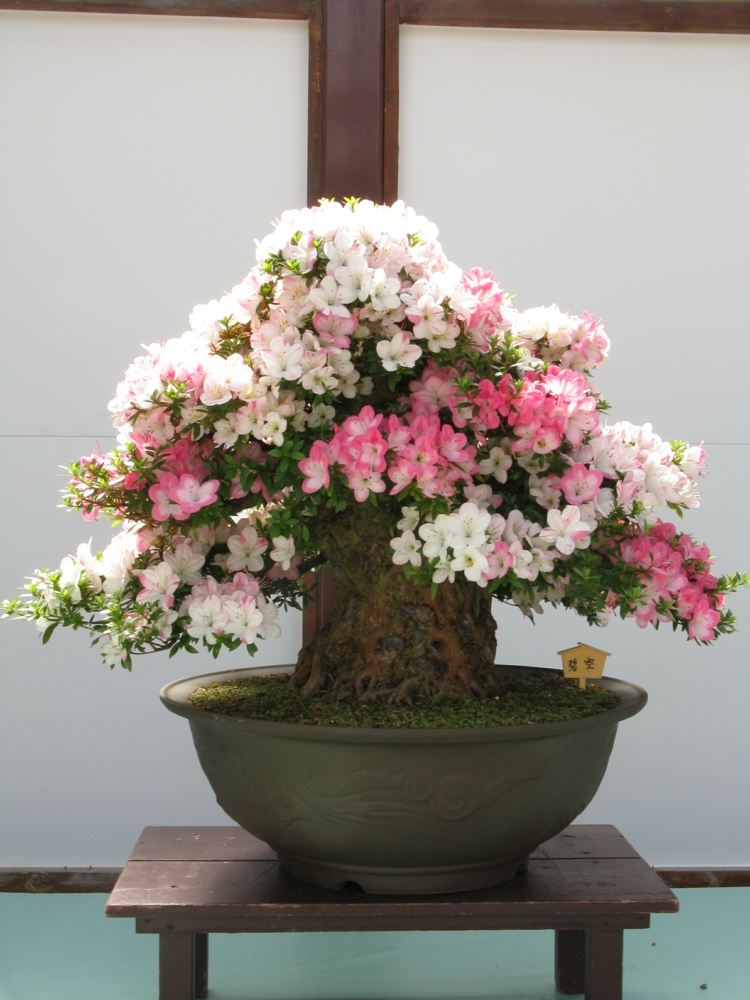 bonsai træ rhododendron blomster pink lyserød bred stamme skål