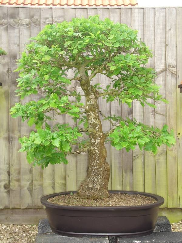 Eg bonsai træ-indendørs havearbejde-asiatisk havedesign