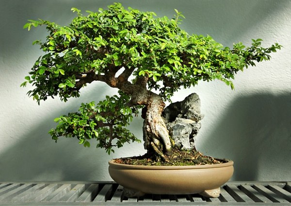 Elm Bonsai Care Location Indendørs Havearbejde Tips og tricks