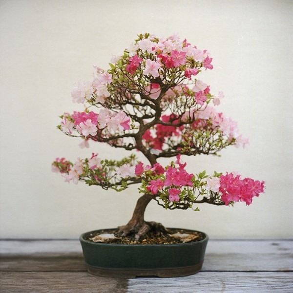 Indendørs have kirsebærfrugttræer egnet til bonsai blomstrende plejetips