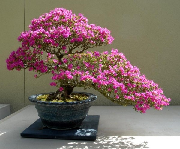 Azalea blossom-pink bush bonsai-arter egnede plejetips