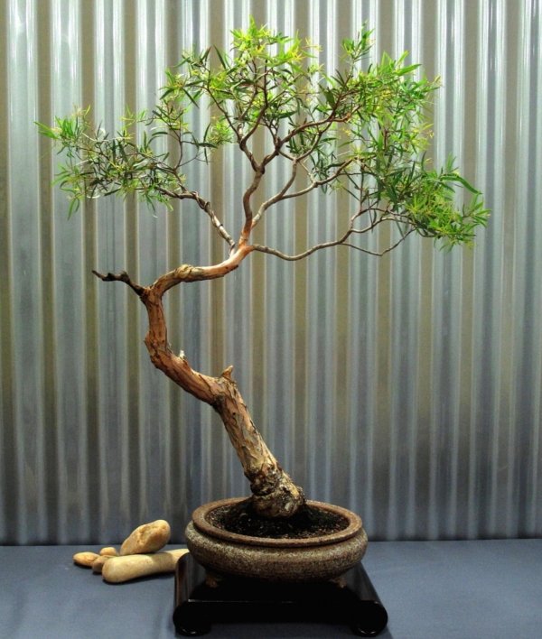 Eucalyptus bonsai stedsegrønne buske bordindretning ideer
