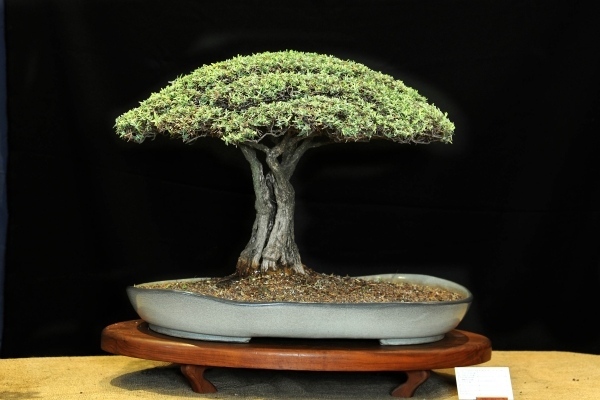 Acacia grønne bonsai træpleje tips placering vanding
