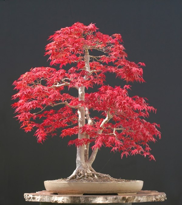 Japansk Bonsai Tree Pink Red Leaves - Greening Home