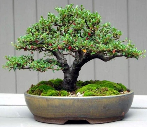 kinesisk bonsai træpleje ordentligt-tips tricks