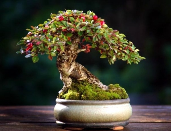 Design af en indendørs have Bonsai -træer - ordentlig pleje af dem