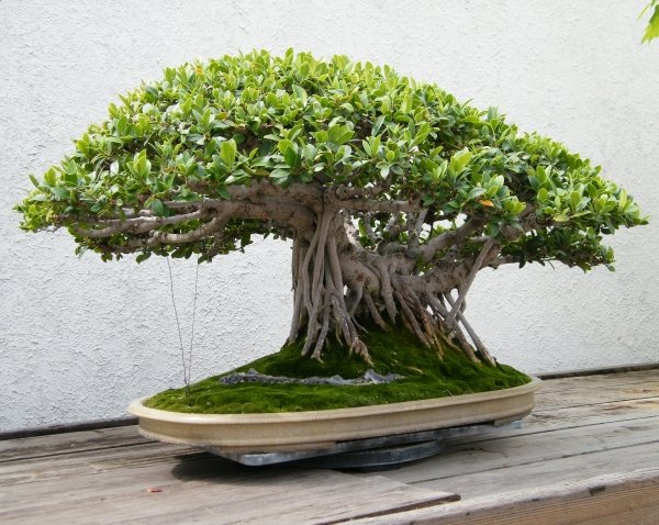 Kinesiske banyan-bonsai-arter egnet-plejetip