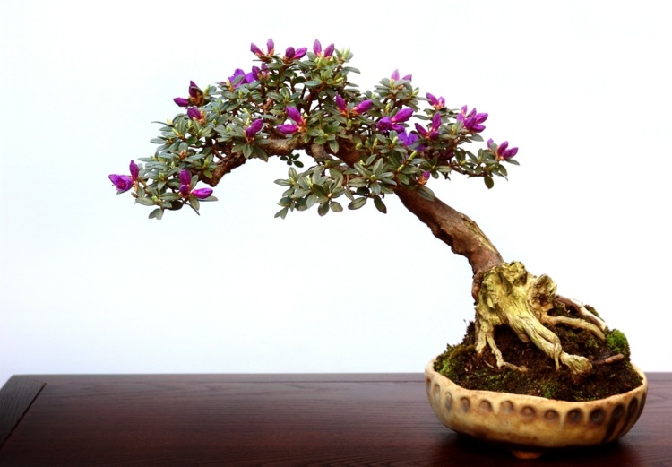 bonsai træ rhododendron blomster lilla blomsterpotte skål