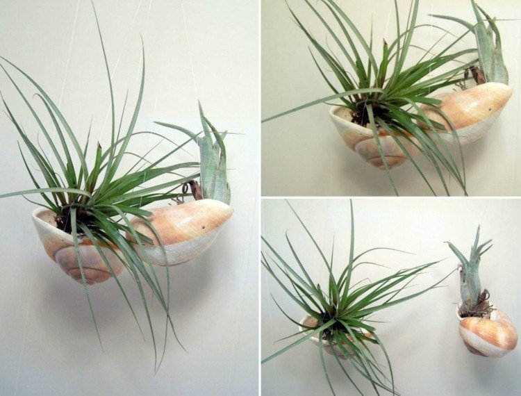 tinker med snegleskaller blomsterpotte-mini-luft-planter-tillandsias