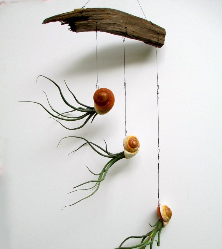 tinker-snegl-skaller-planter-hæng-væg-dekoration-tillandsia
