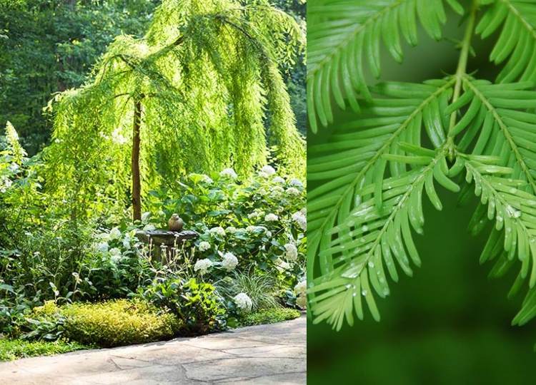 Nåletræer som skygge -donorer til havens ur -sequoia