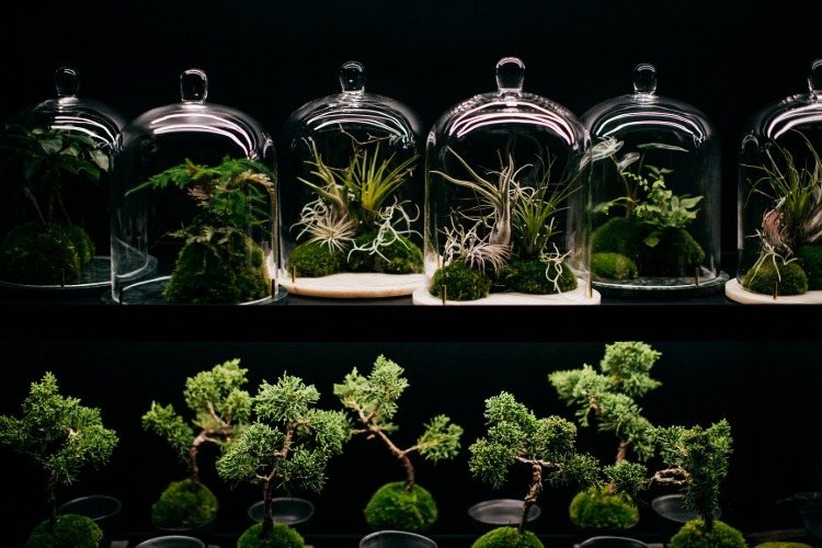 små planter og bonsai under glaslåg til biofilt design