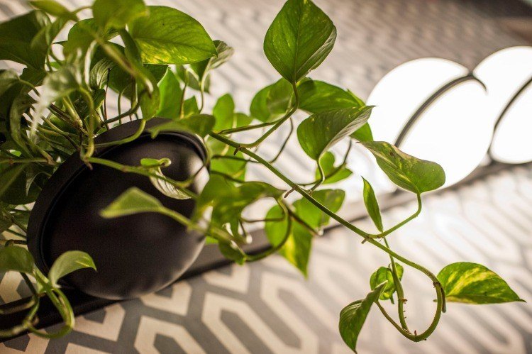 hængende plante i kombination med vibia lys til et naturelskende biofilt design