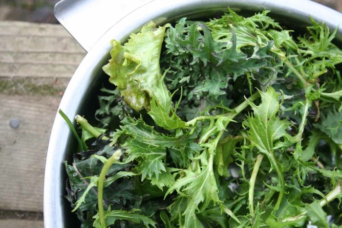 salat ingrediens blad salat planter haven tips sorter