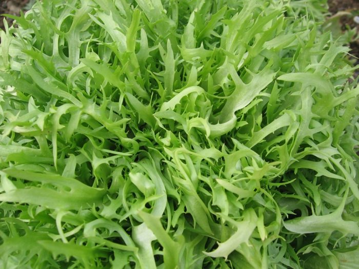 chicoree sort af salatplanter grønne grøntsager
