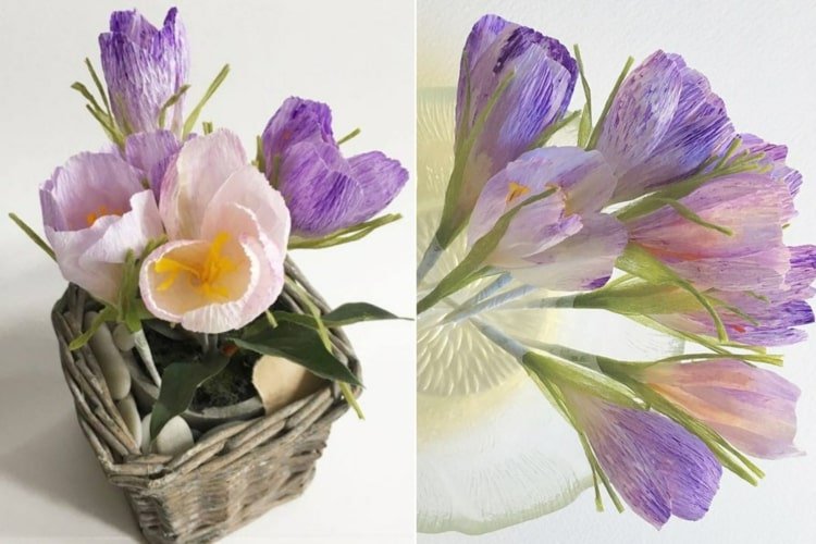Lav krokus som blomster af crepepapir i lilla om foråret