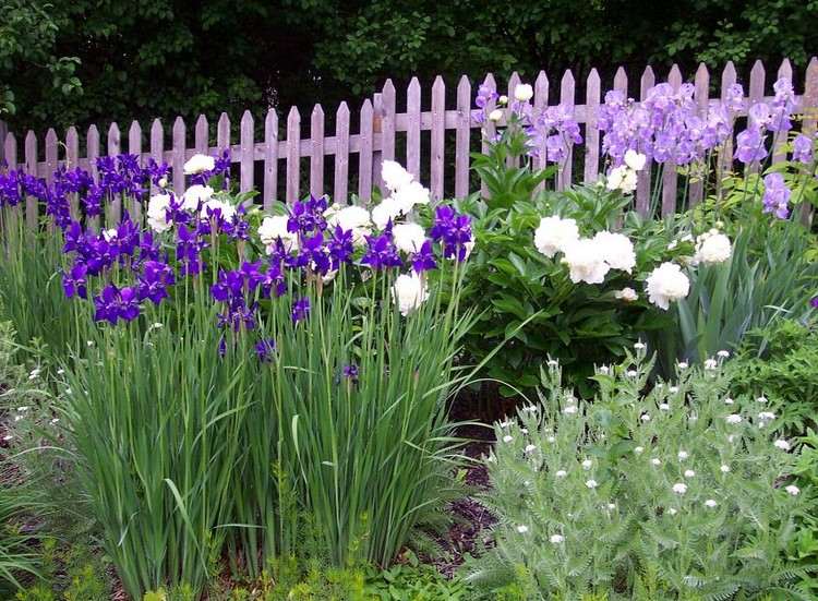 hvide og lilla blomster og stauder til haven