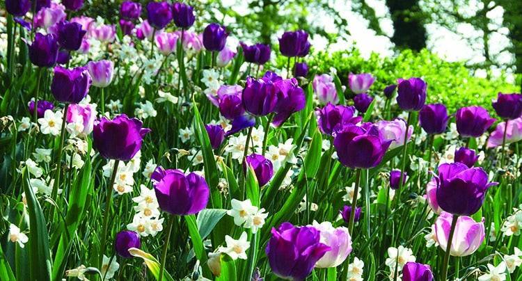 lilla tulipaner og hvide påskeliljer til blomsterbedet om foråret