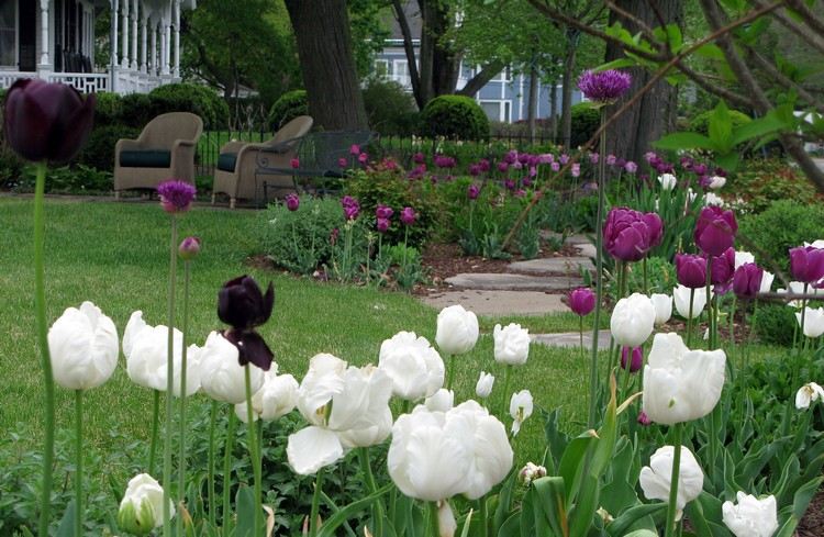 Blomsterbed af lilla og hvide tulipaner
