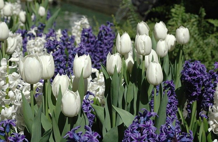 kombiner hvide tulipaner og mørklilla hyacinter
