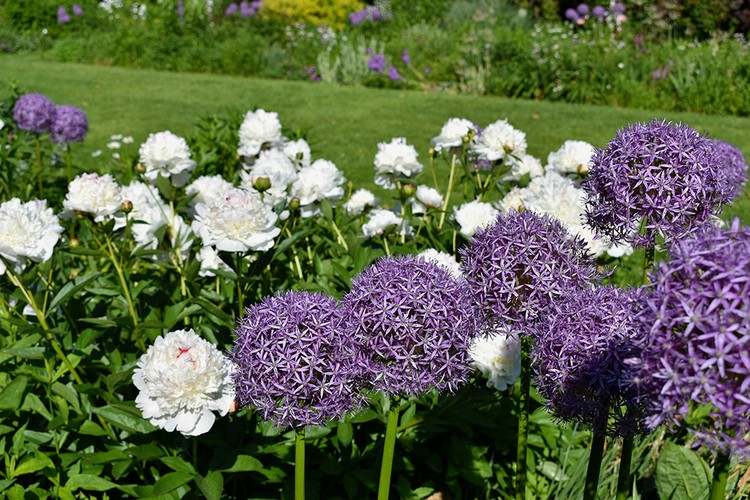 Idé til blomsterbedet i lilla og hvidt, prydløg og pæoner