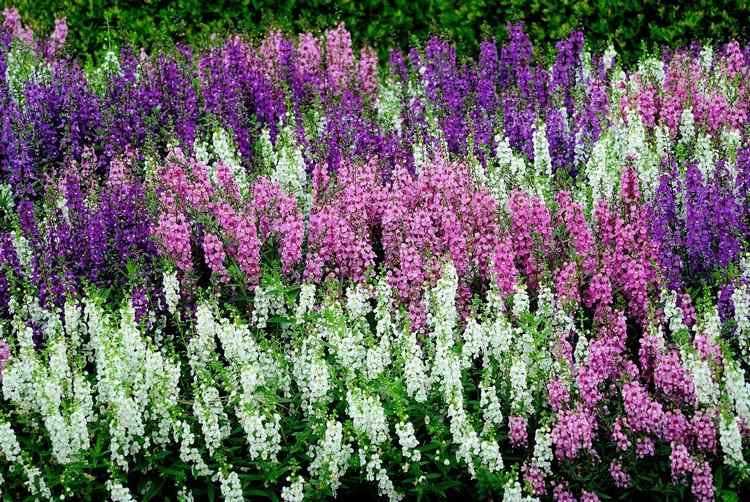 frodigt blomsterbed med løvemund hvidlilla