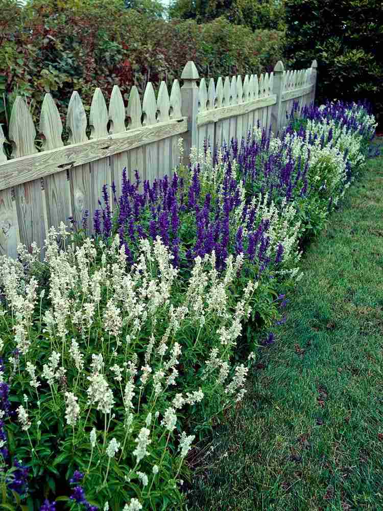 Salvie blomsterbed i den lilla hvide have