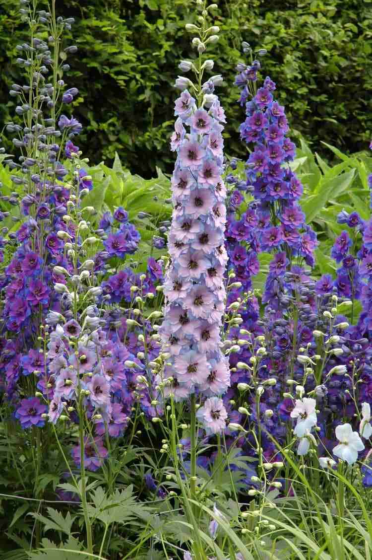 lilla-blomstrende stauder til haven delphinium