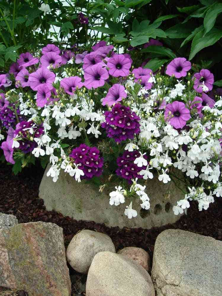 Petunias lobelia og verbenas til blomsterbedet i lilla og hvidt