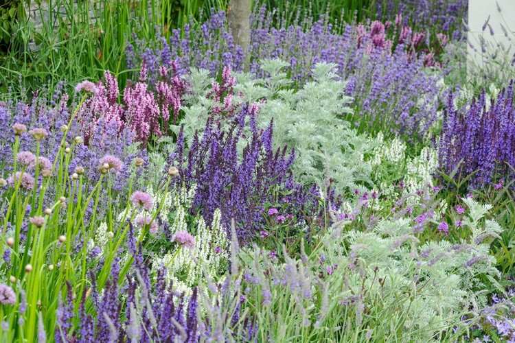 Naturligt haveblomstbed i lilla og hvid lavendel