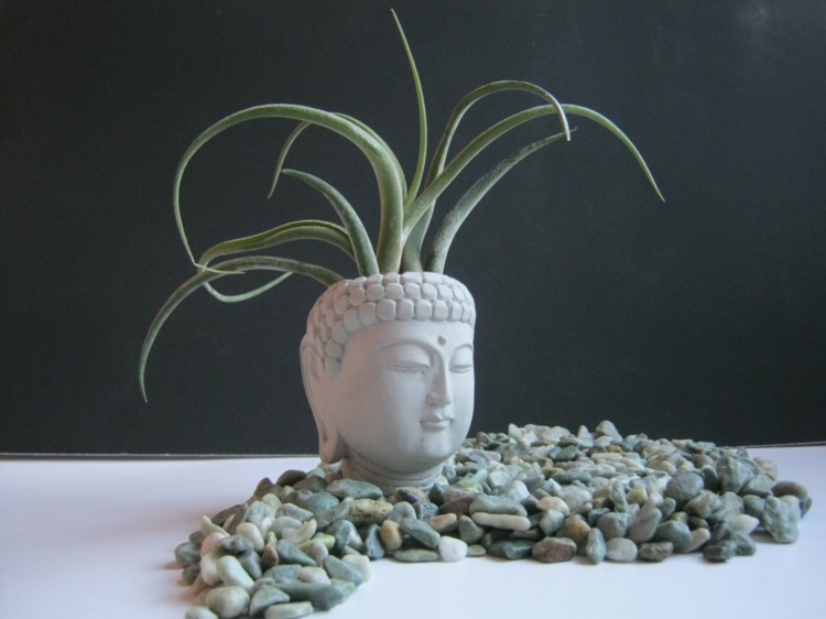 buddha aloe vera småsten potte
