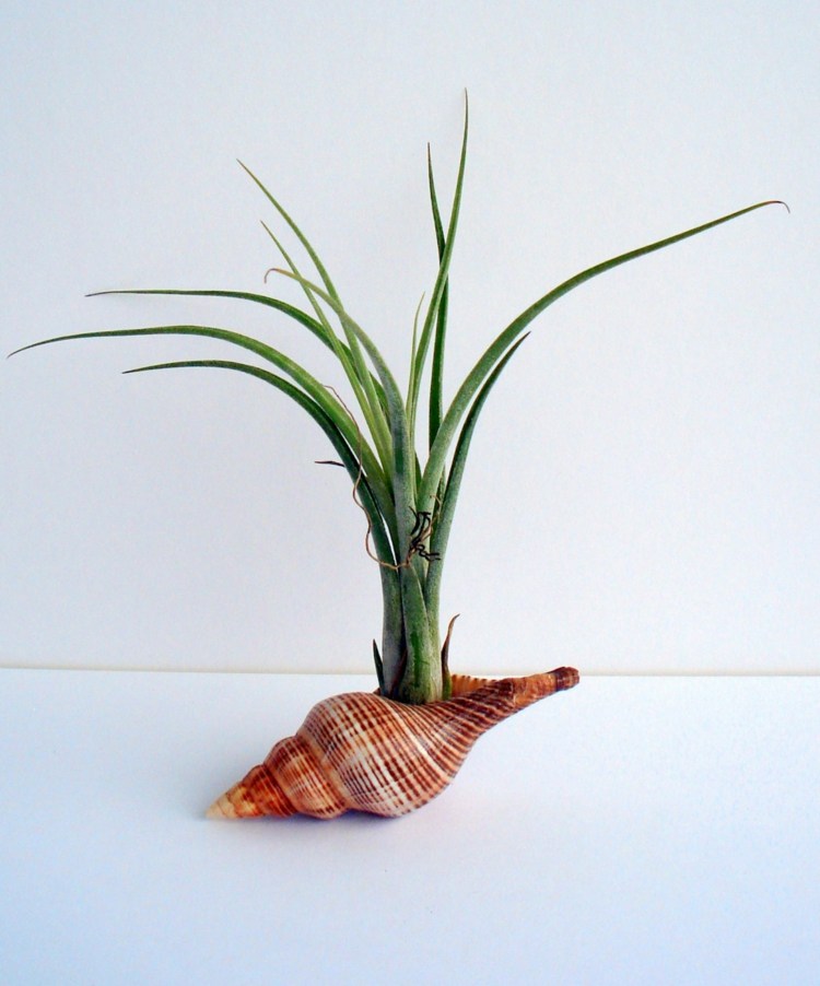 skal blomsterpotte design graeser planter idé deco