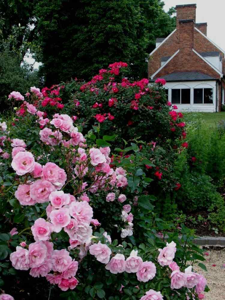 Rosenbuske-om-foråret-i-pink